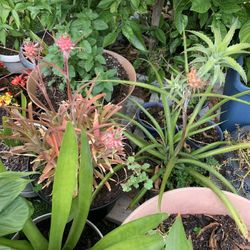 Very nice plant pineapple from the garden I have different prices for the  big ones $15 $10 $5 for Sale in Tampa, FL - OfferUp