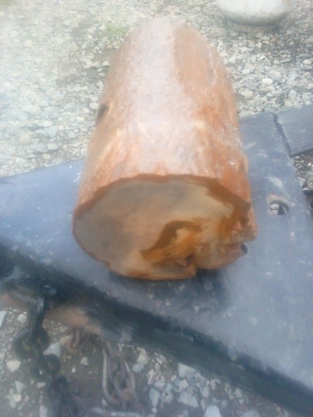 Petrified Wood Really Cool Looking Only $50........