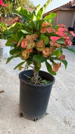 Corona de Cristo