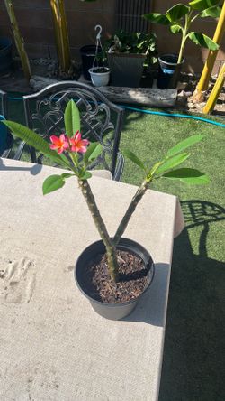 Plumeria pink/red