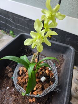 Orchid Plant $15 Cada una.