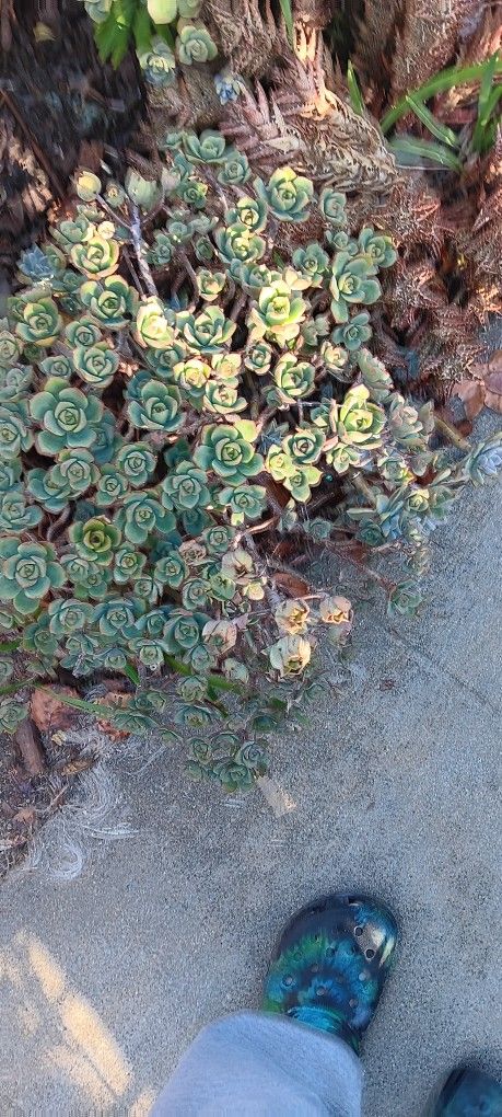 succulent ghost nobile 