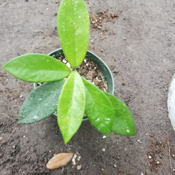 Hoya Joel