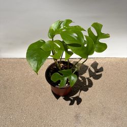 Mini Monstera for sale