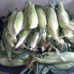 Corn 🌽 12 For 10 Dollars Fresh From Today 