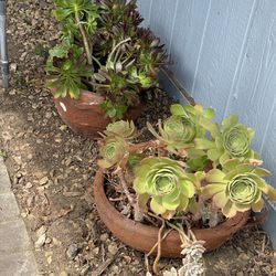 Free Plants And Some Pots 
