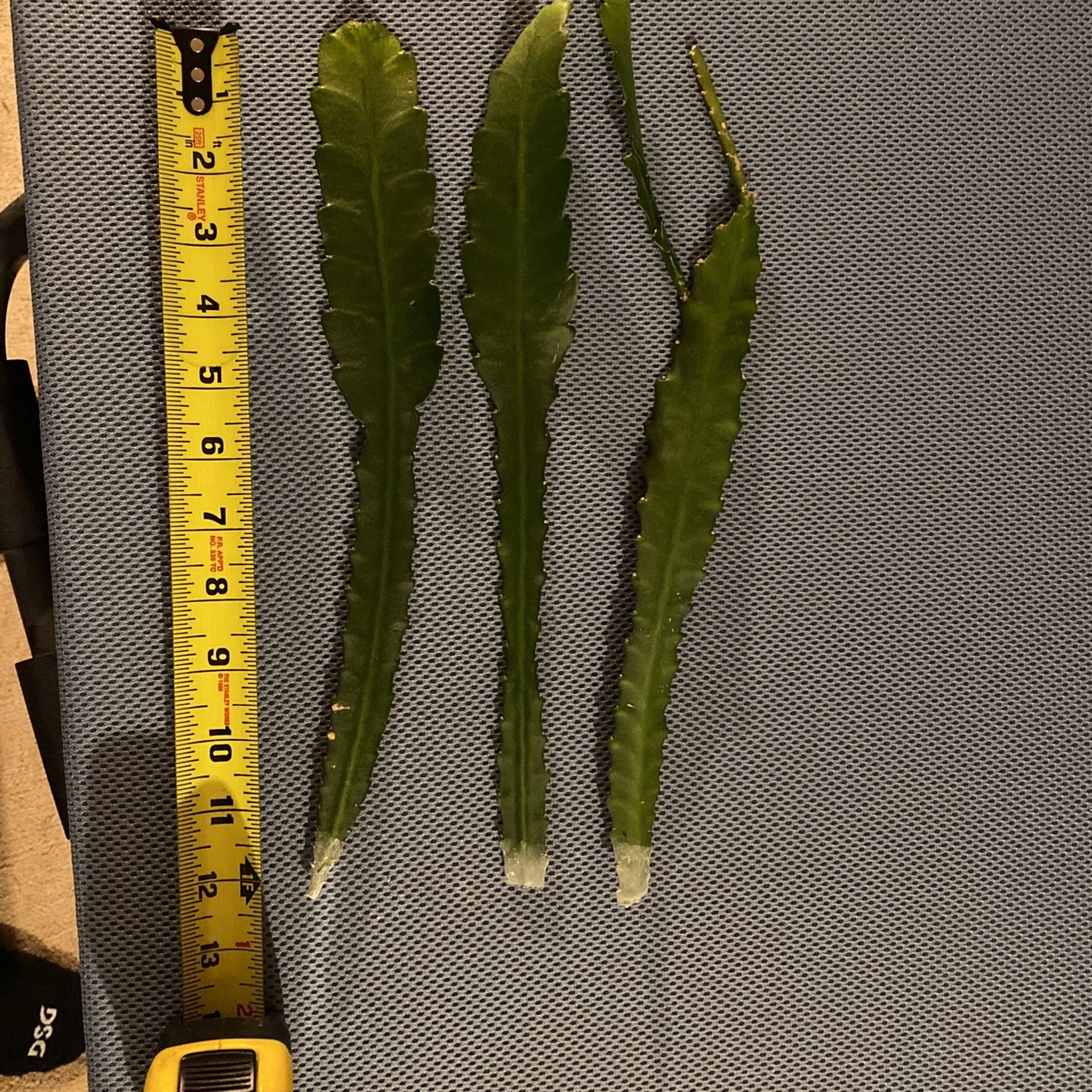 German Empress Epiphyllum- Tropical Cactus.  Rooted Cuttings