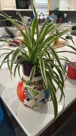 Planta