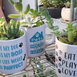 Pet Lovers' Mug Of Succulents 