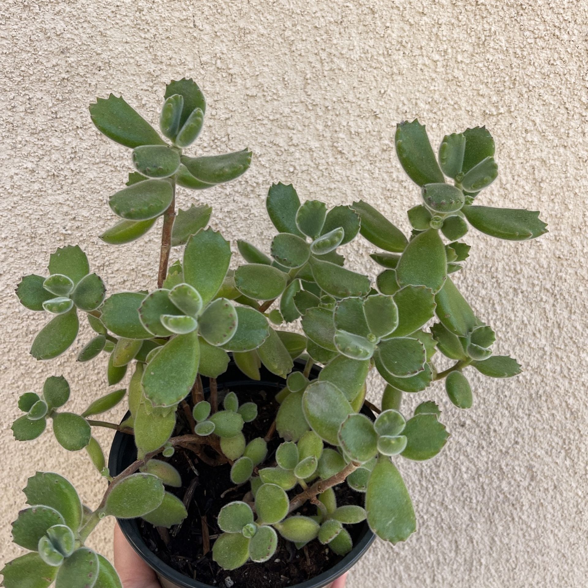 Beautiful Panda Paw 🐾 Succulent Plant 6’ Pot