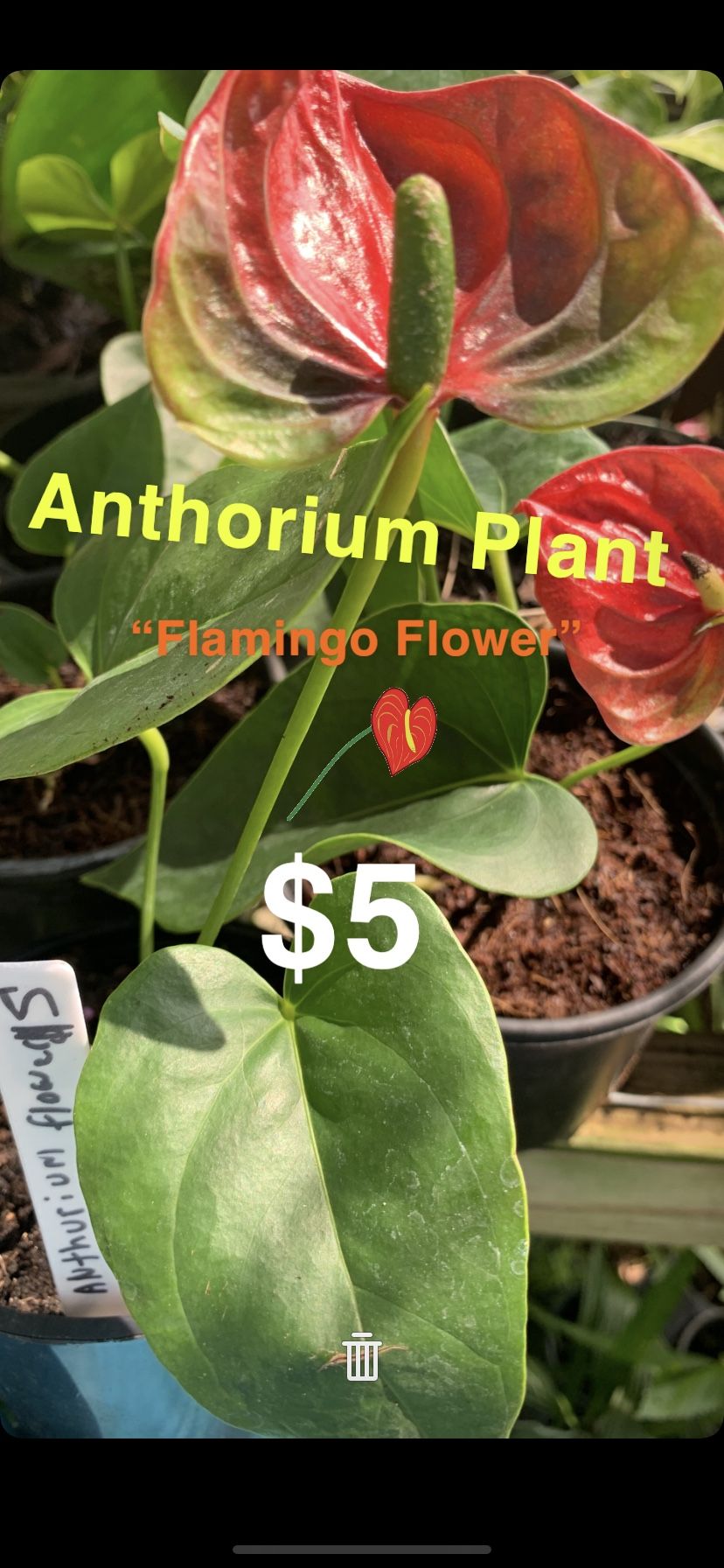 Red Anthorium Plant “Flamingo Flower “ 1g Small