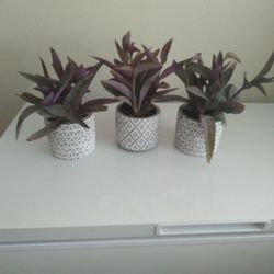 Purple heart Plant In Ceramic Pot 