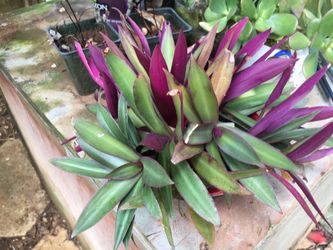 Nice plant made your garden colorful