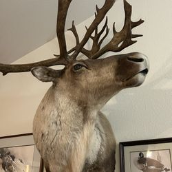 Caribou Mount taxidermy