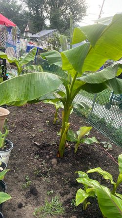 Bananas tree 🌴