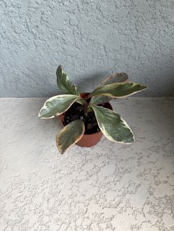 Peperomia  Clusifolia  Gynni  Plant 