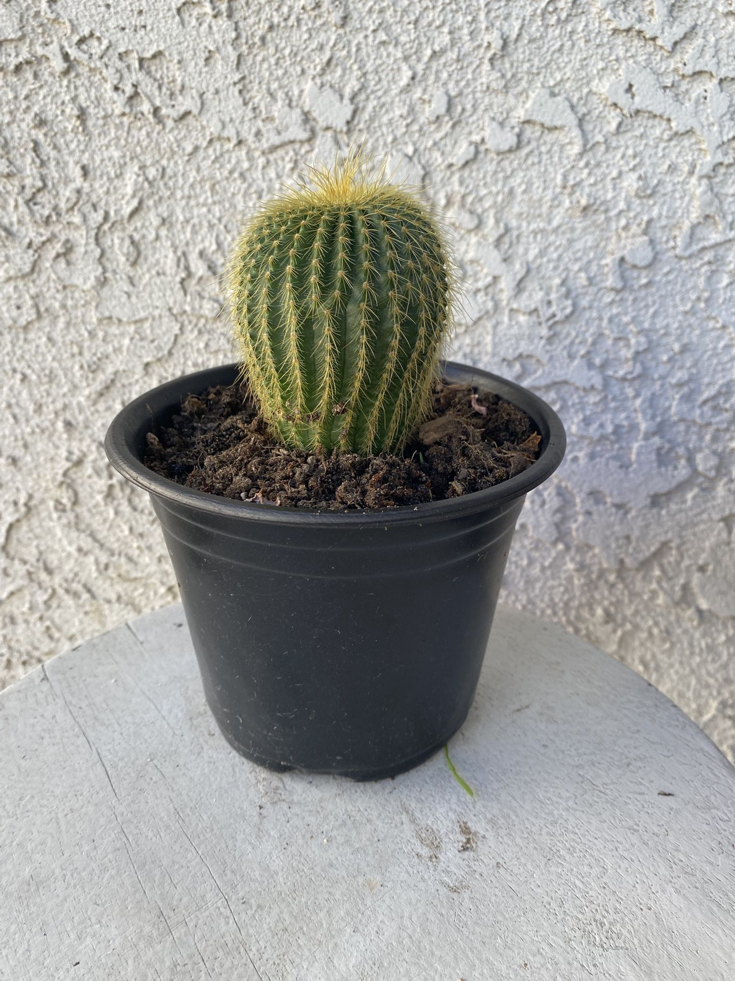 6 Inch Pot Cactus Plant- Parodia Lenninghausii - Golden Ball Cactus - Live Cacti - Rooted & Stablished - Drought Resistant - π΅
