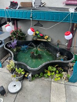 Fish pond