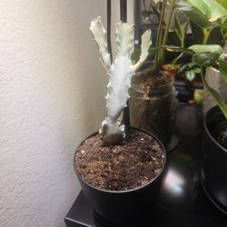Euphorbia Lactea 'White Ghost'
