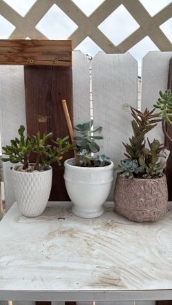 Potted succulents