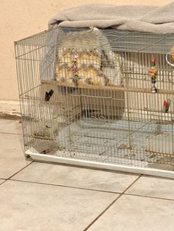 Cage