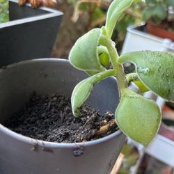 Chenille Plant