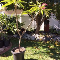 Plumeria 6 Foot High