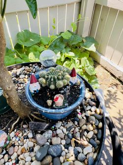 Catus