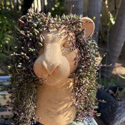 Tiger Planter With Banana Succulent 