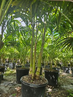 Christmas palms over 6  feet tall Instant privacy Hedge and decoration