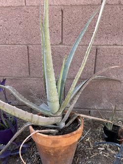 Mature Aloe Vera Plant+freebie