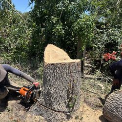 Stump grinding and trees trimming