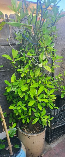Large African Milk Bush Plant