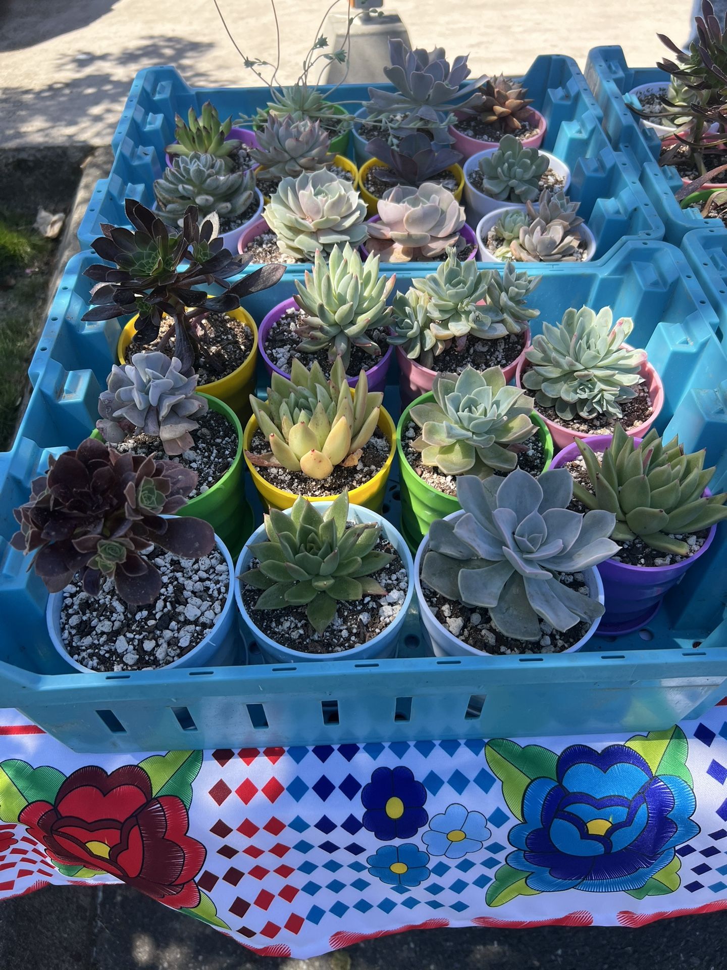 SUCCULENT SALE!!!