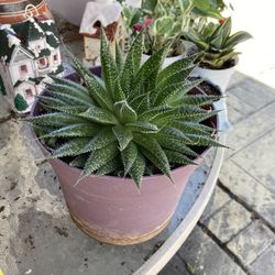 Panta