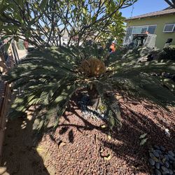 Sago Palm Tree