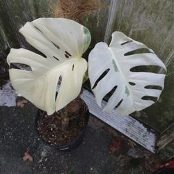 Monstera Albo Full Plant 