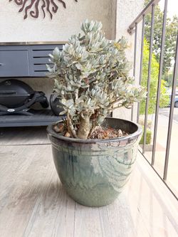 Tall Potted Plant