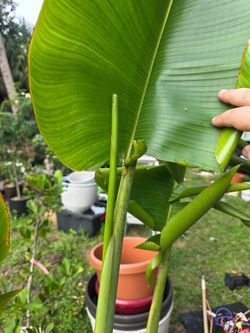 Travellers palm in 26 inch wood barrel planter