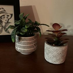 Decorative succulents