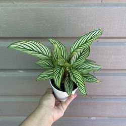 4” Calathea Vitatta