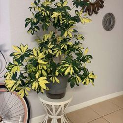 Large Sheflera Plant