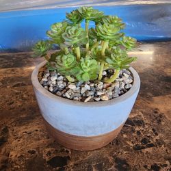 Succulent Plant Decor
