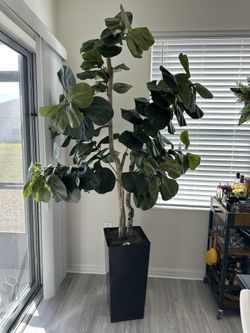 Ficus Artificial Tree