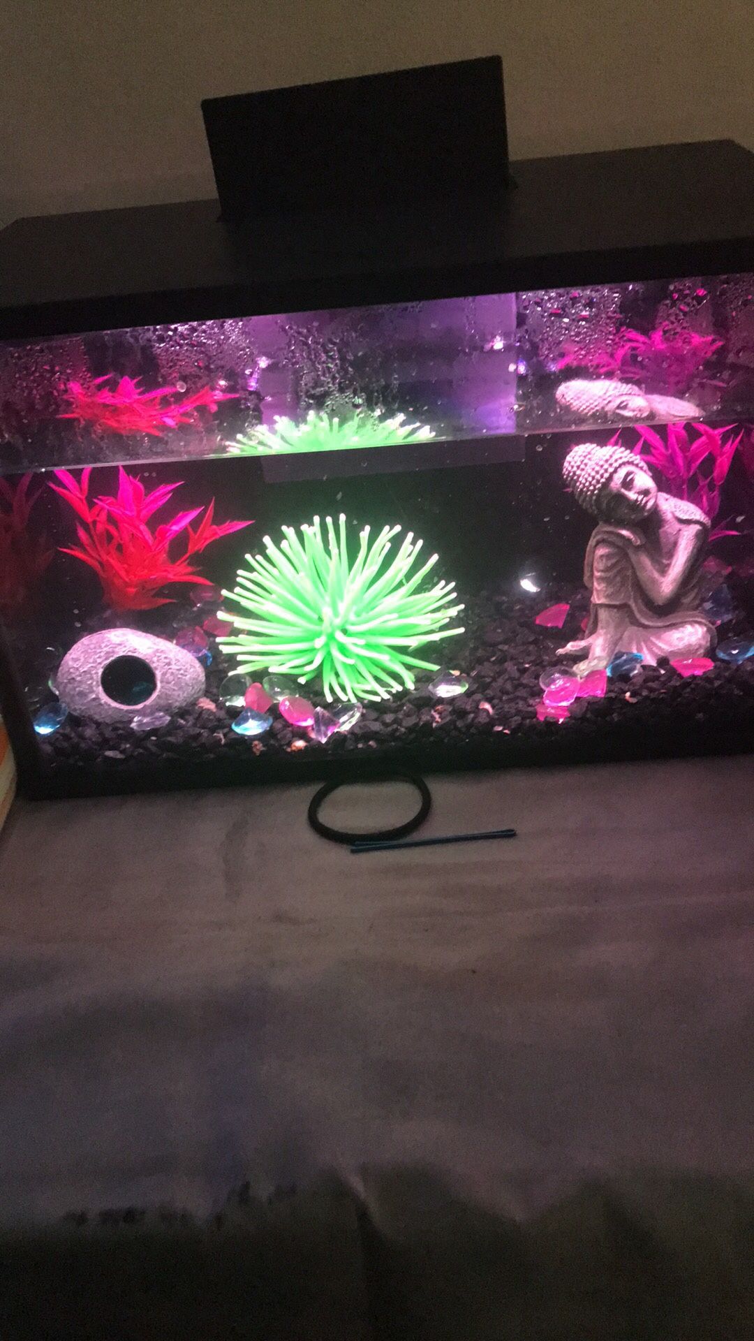 3 Gallon Fish Tank