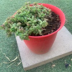 Portulaca Plant And Pot $20 obo
