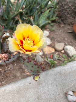 Santa Rita cactus