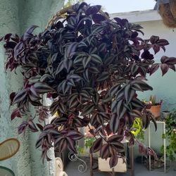 Una Linda Planta Succulent Para Colgar La Maseta Es Una Canasta. 