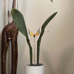 Whale Fin Sansaveria Plant 