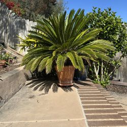 Cycad Sego Palm In Pot 